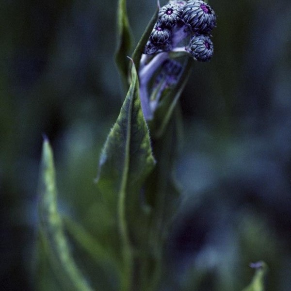 Eclosion