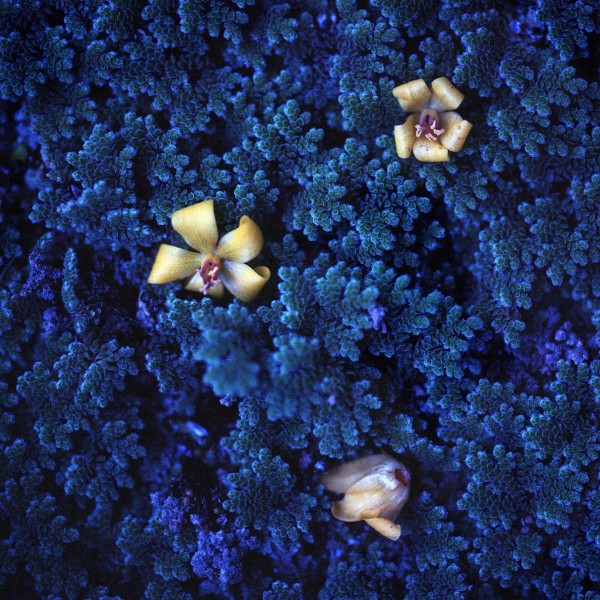 Etoiles