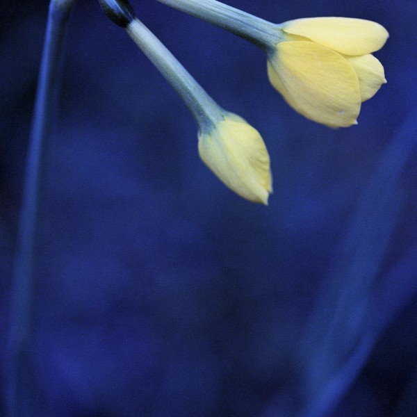 Jonquilles
