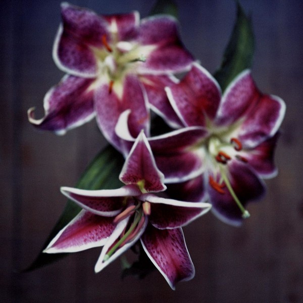 Lys