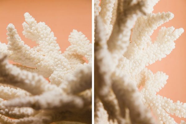 D CORAIL1